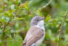 Lesser Whitethroat DM0179