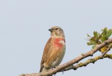 Linnet DM1799