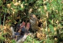 Linnet at the Nest DM0791