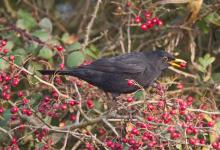 Male Blackbird Eating Hawthorn Berries DM1270