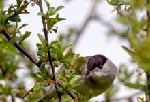 Male Blackcap DM0180