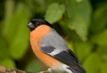 Male Bull Finch DM0874