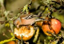 Male Chaffinch DM0762