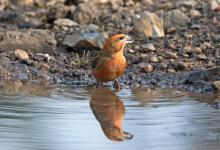 Male Crossbill  DM1783