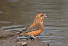 Male Crossbill DM1778