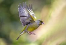 Male Greenfinch DM1796