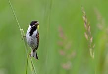 Male Reed Bunting DM1788