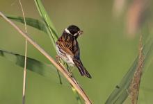 Male Reed Bunting DM1805