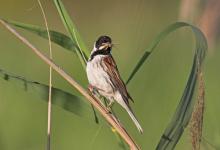 Male Reed Bunting DN1802