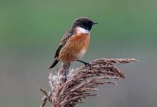 Male Stonechat DM1821