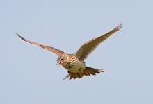 Skylark in Flight 1