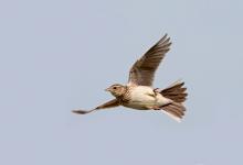 Skylark in Flight DM0810