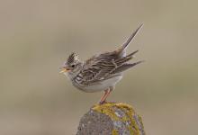 Skylark on a Post DM0867