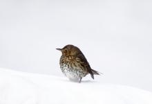 Song Thrush in the Snow DM1814