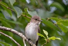 Spotted Flycatcher  DM1815