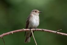 Spotted Flycatcher DM1816