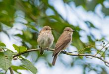 Spotted Flycatchers DM1817