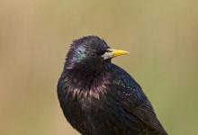 Starling DM0849