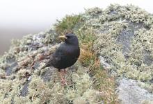 Starling on a Mossy Rock DM0869