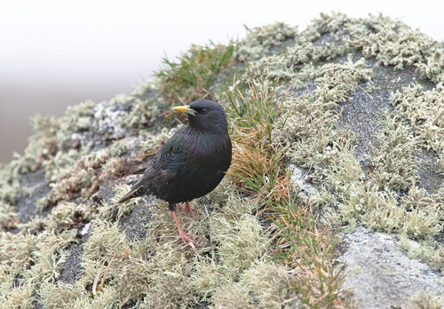 Starling on a Mossy Rock DM0869