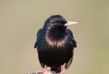 Starling on a Post DM0870