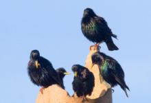 Starlings DM0839