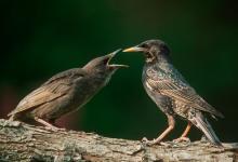 Starlings Old and Young DM0813