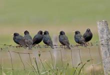 Starlings on a Fence DM0871