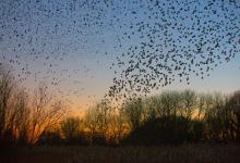 Starlings over Boughton Fen  DM1822