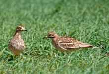 Stone Curlew DM0814