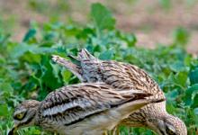 Stone Curlew DM0815