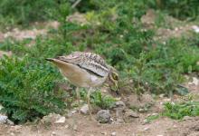 Stone Culew  at a Nest