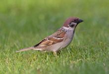 Tree Sparrow 2