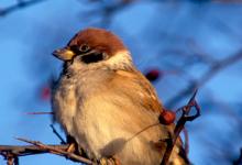 Tree Sparrow DM0816