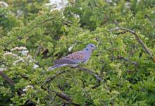 Turtle Dove DM1822