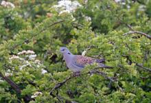 Turtle Dove DM1823