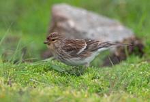 Twite DM0850