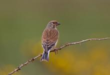 Twite DM1824