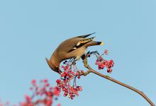 Waxwing DM1518