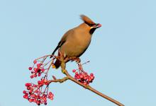 Waxwing DM1519