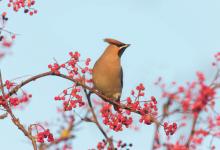 Waxwing DM1520