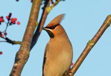 Waxwing DM1521