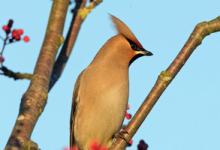 Waxwing DM1522