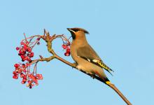 Waxwing DM1523