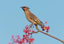 Waxwing DM1524