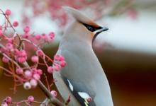 Waxwing DM1525