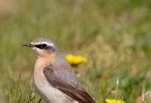 Wheatear