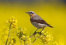 Wheatear on Rape 2