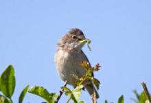 Whitethroat 2 DM0164