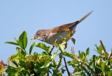 Whitethroat 3 DM0168